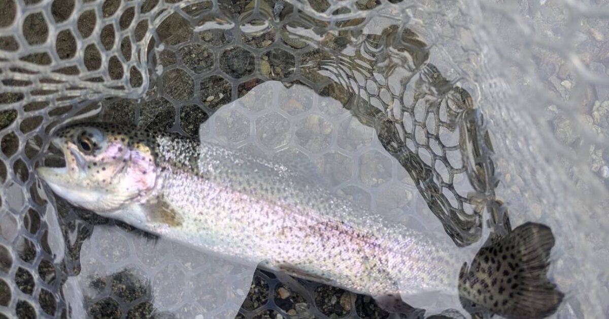 ナオが見事に釣り上げた綺麗なニジマス