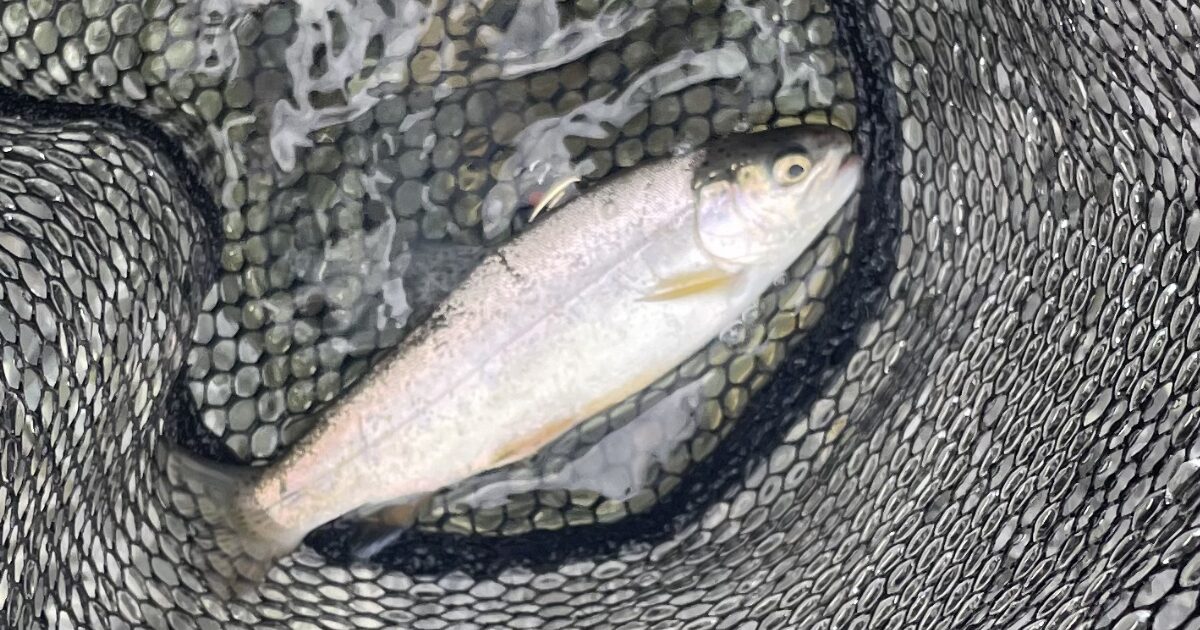 柄杓流川で釣り上げた愛おしいニジマス